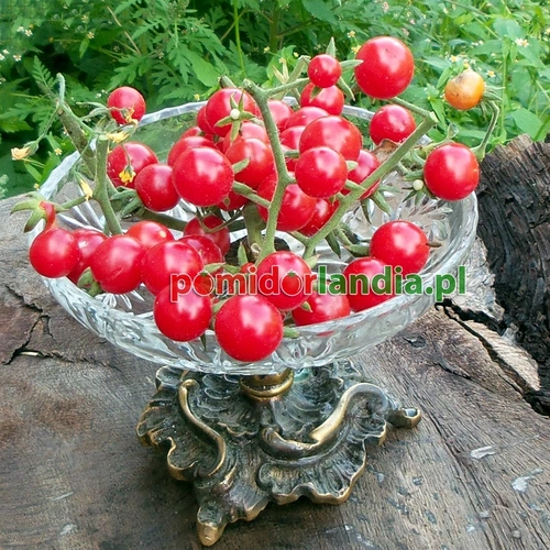 Matt’s Wild Cherry