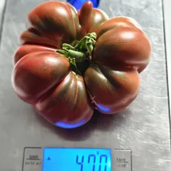Pierce's Pride – Monika Jeznach, 470 g