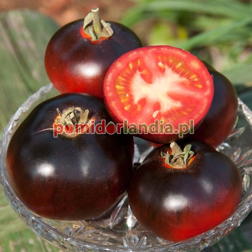 Indigo Apple