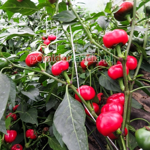 Large Red Cherry (ostra)