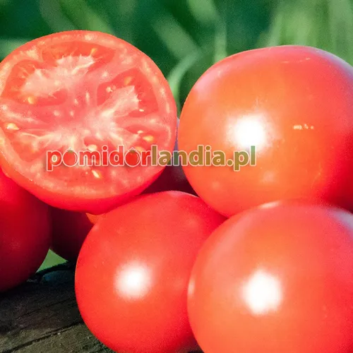 Red, round Sioux tomatoes on a wooden background, one of them is cut in half and has red flesh.