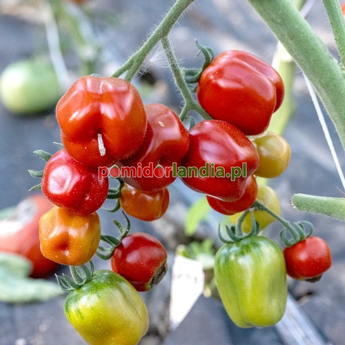 Red Stuffer Cherry