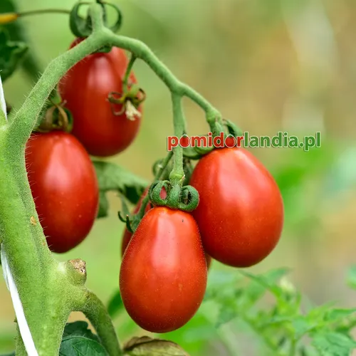 Rote, pflaumenförmige Früchte der Sorte Crimean Rose an der Pflanze.