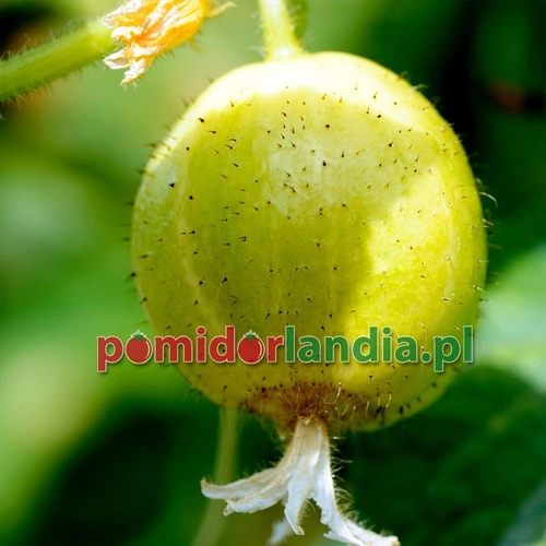 Cucumber Lemon