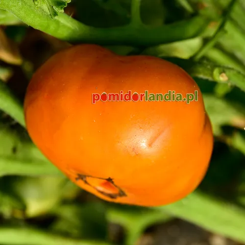 Pomarańczowy, kulisty owoc odmiany Dwarf Blazing Beauty na krzaku.