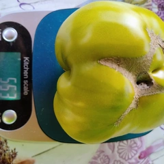 Cherokee Green – Edward Kijek, 555 g
