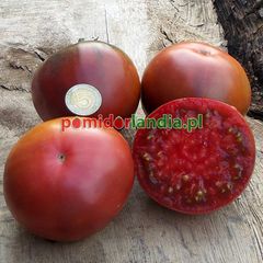 Black from Tula