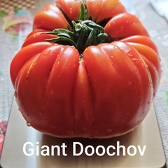 Giant Doochov – Krzysztof Szyszkowski, 1102 g