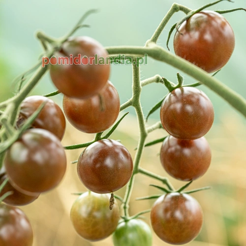 Chocolate Cherry