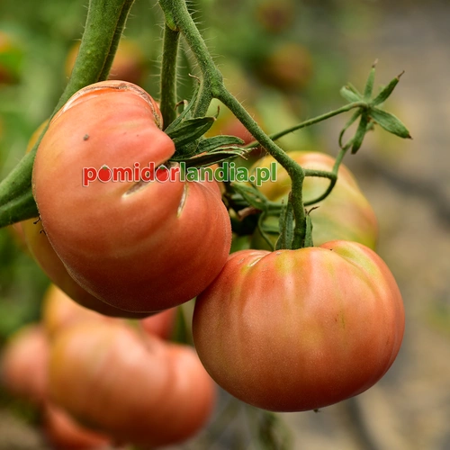 Nicholaevna Pink