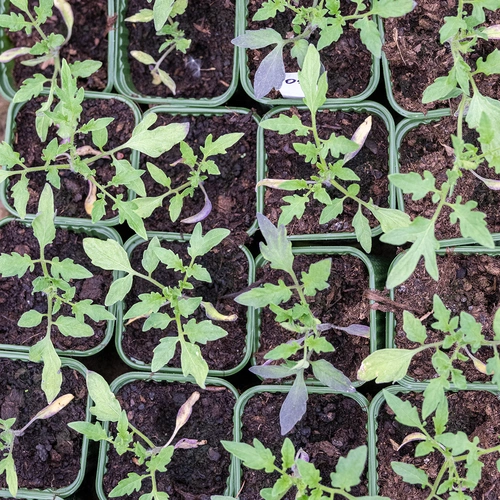 Merrill Schulz Beefsteak