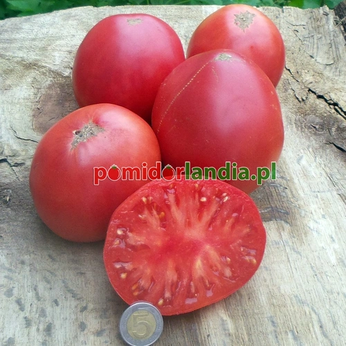 Belize Pink Heart