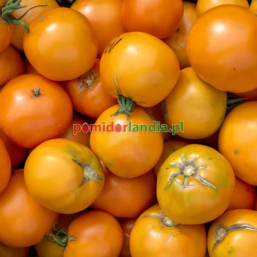 Gelbe, runde und reife Früchte der Sorte Persimmon.