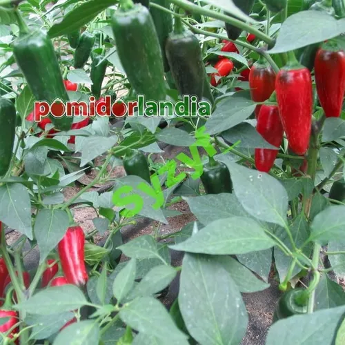 Jalapeno (ostra)