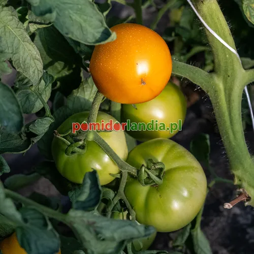 Gelbe und grüne, runde Früchte der Sorte Persimmon an der Pflanze.