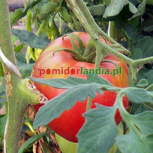 Ponderosa Pink
