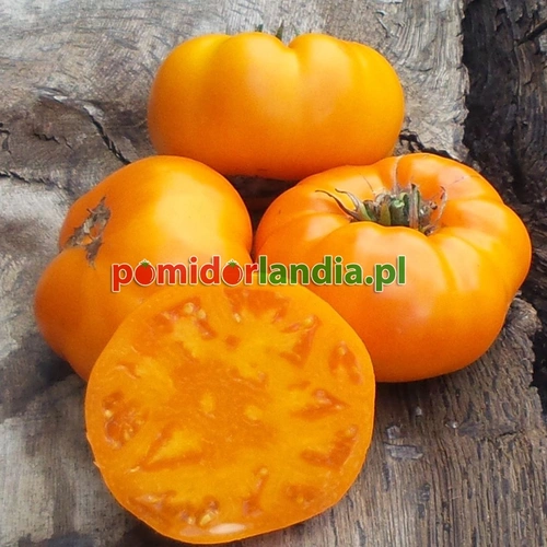 Ponderosa Golden