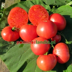 Siberian Giant Pink