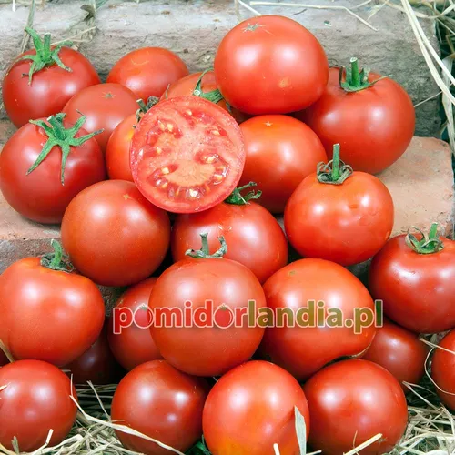 Rote, runde und kleine Früchte der Sorte Manitoba. Eine Frucht ist halbiert und zeigt das rote Fruchtfleisch.