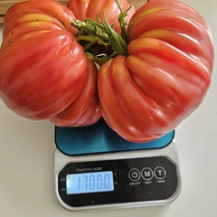 Delicious Hunt Strain – Piotr Szczęśniak, 1700 g