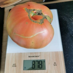 Stump of the World – Tomasz Walczak, 878 g