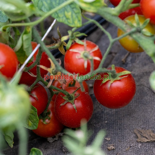 42 Day Tomato