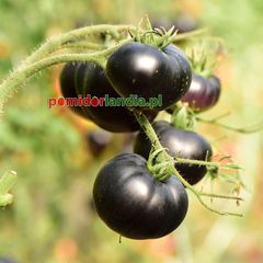 Indigo Black Beauty