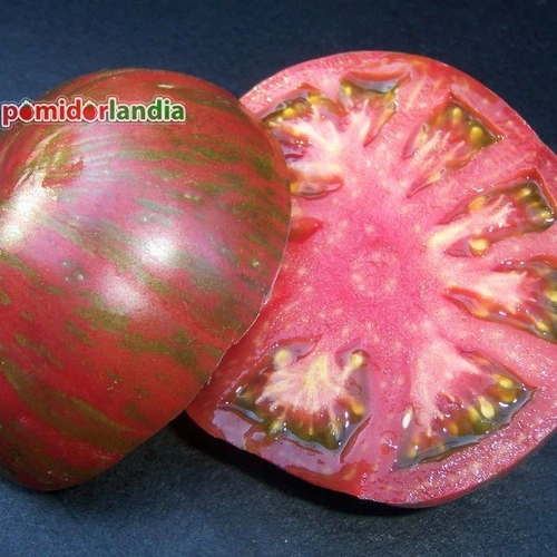 Berkeley Tie-Dye Pink