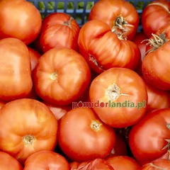 Ponderosa Red