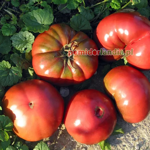Czerwone, spłaszczone i żebrowane owoce odmiany Dark Rose na zielonych liściach.