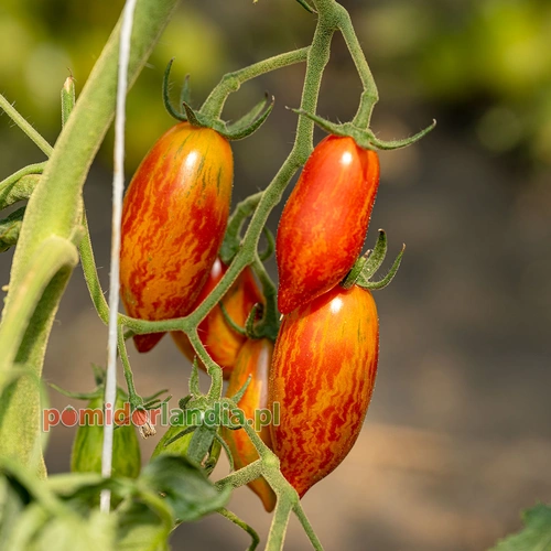 Pink Tiger Heirloom