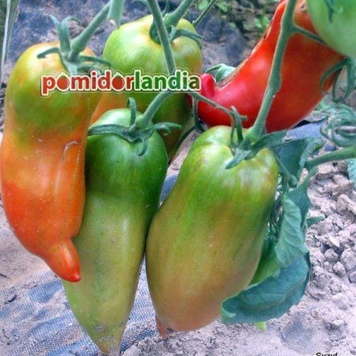 ''Bull's Horns'' Opalka