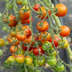 Gardener's Delight