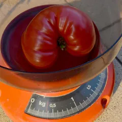 Brandywine Red – Agnieszka Kruczyńska-Magnowska, 380 g