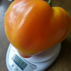 Orange Russian 117 – Marek Klimczak, 592 g