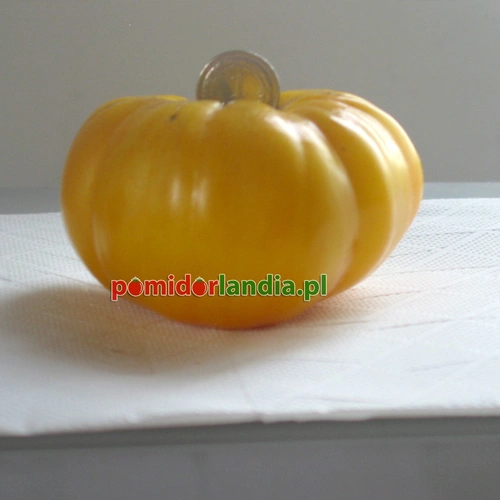 Mortgage Lifter Yellow