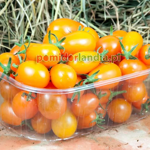 Pomarańczowe, kuliste i drobne owoce odmiany Raisin Orange w przezroczystym pojemniku.