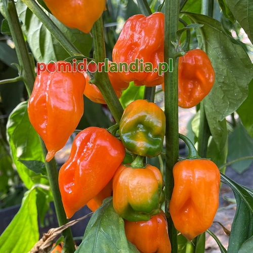 Habanero Pomarańczowa (ostra)