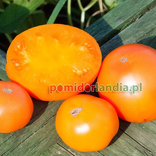 Orange Minsk