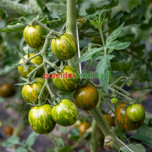 Green Zebra Cherry