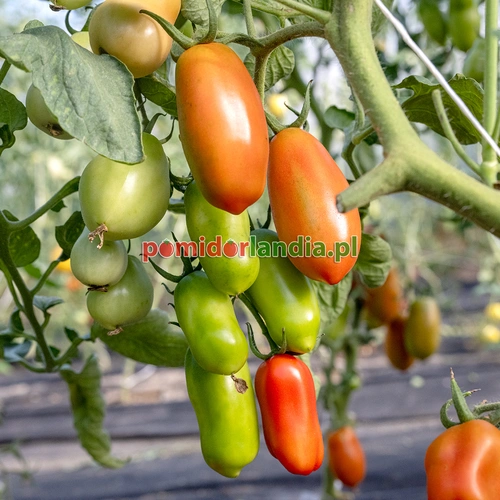 San Marzano Heirloom