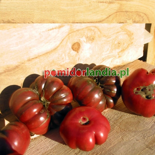 Purple Calabash