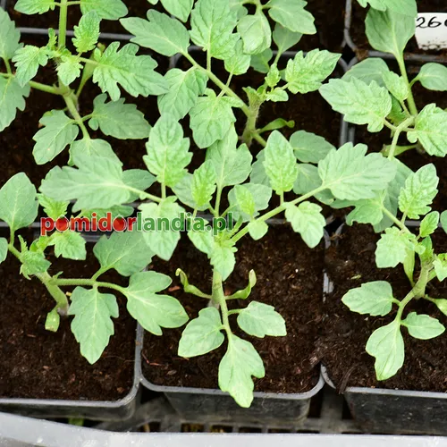 Young Sweetheart Cherry Heirloom plants with regular leaves in black pots.