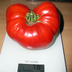 Aussie – Jakub Modrzejewski, 715 g