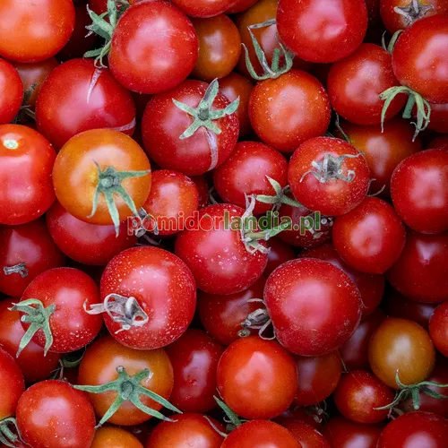 Czerwone, kuliste i drobne owoce odmiany 42 Day Tomato.