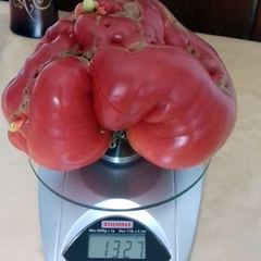 Japanese Oxheart – Maciej Matusiak, 1327 g