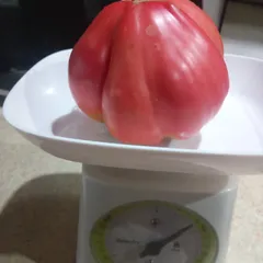 Anna Russian – Marcel Salańczyk, 400 g