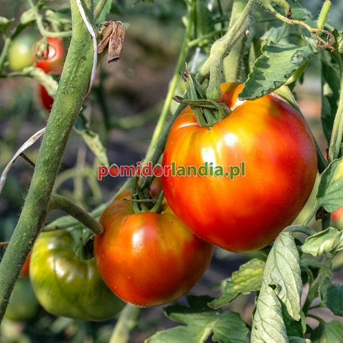 Italian Heirloom