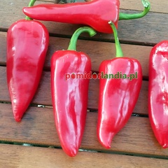 Del Piquillo (słodka)