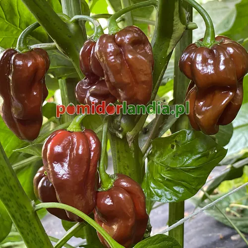 Habanero Czekoladowa (ostra)